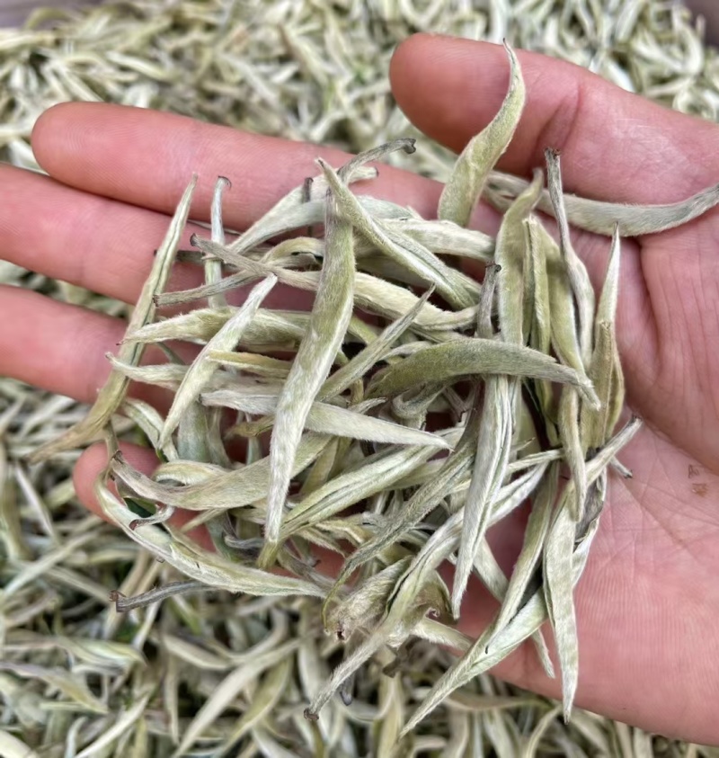 白毫银针白茶中的天花板，满披白毫，全是茶芽