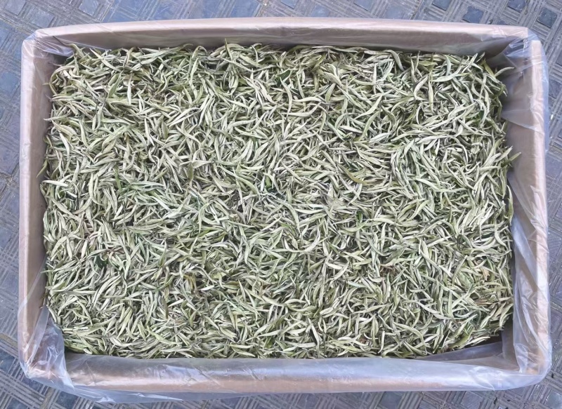 白毫银针白茶中的天花板，满披白毫，全是茶芽