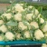 菜花安徽有机松花菜小米粒乳白实花货源稳定代收代发
