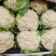 菜花安徽有机松花菜小米粒乳白实花货源稳定代收代发