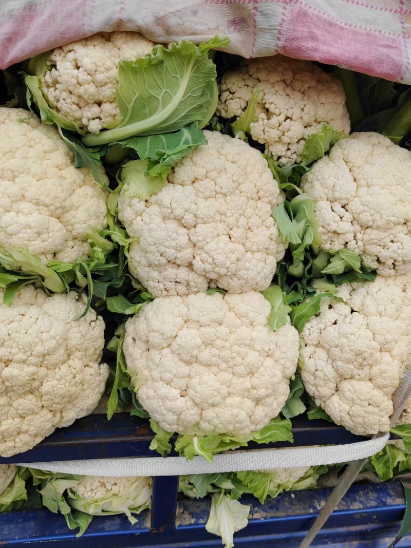 菜花安徽有机松花菜小米粒乳白实花货源稳定代收代发