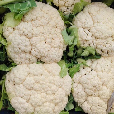 菜花安徽有机松花菜小米粒乳白实花货源稳定代收代发
