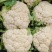 菜花安徽有机松花菜小米粒乳白实花货源稳定代收代发