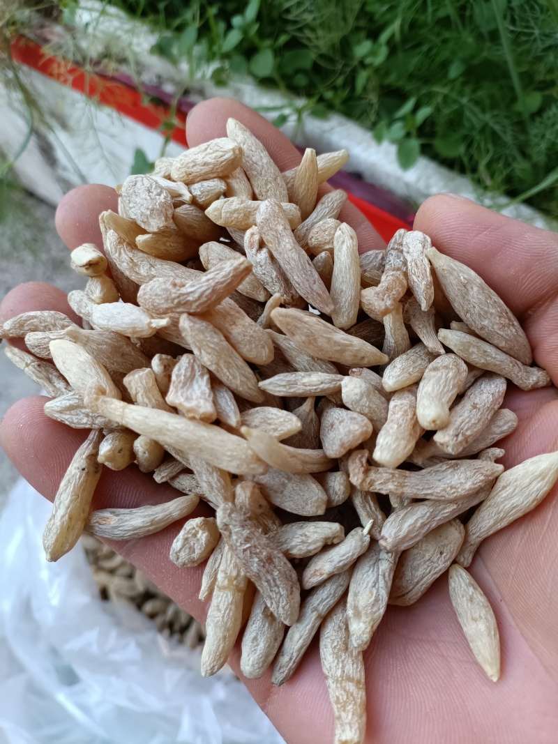 麦冬/川麦冬/精选好货/批发兼零售，量大可商议，全国包邮