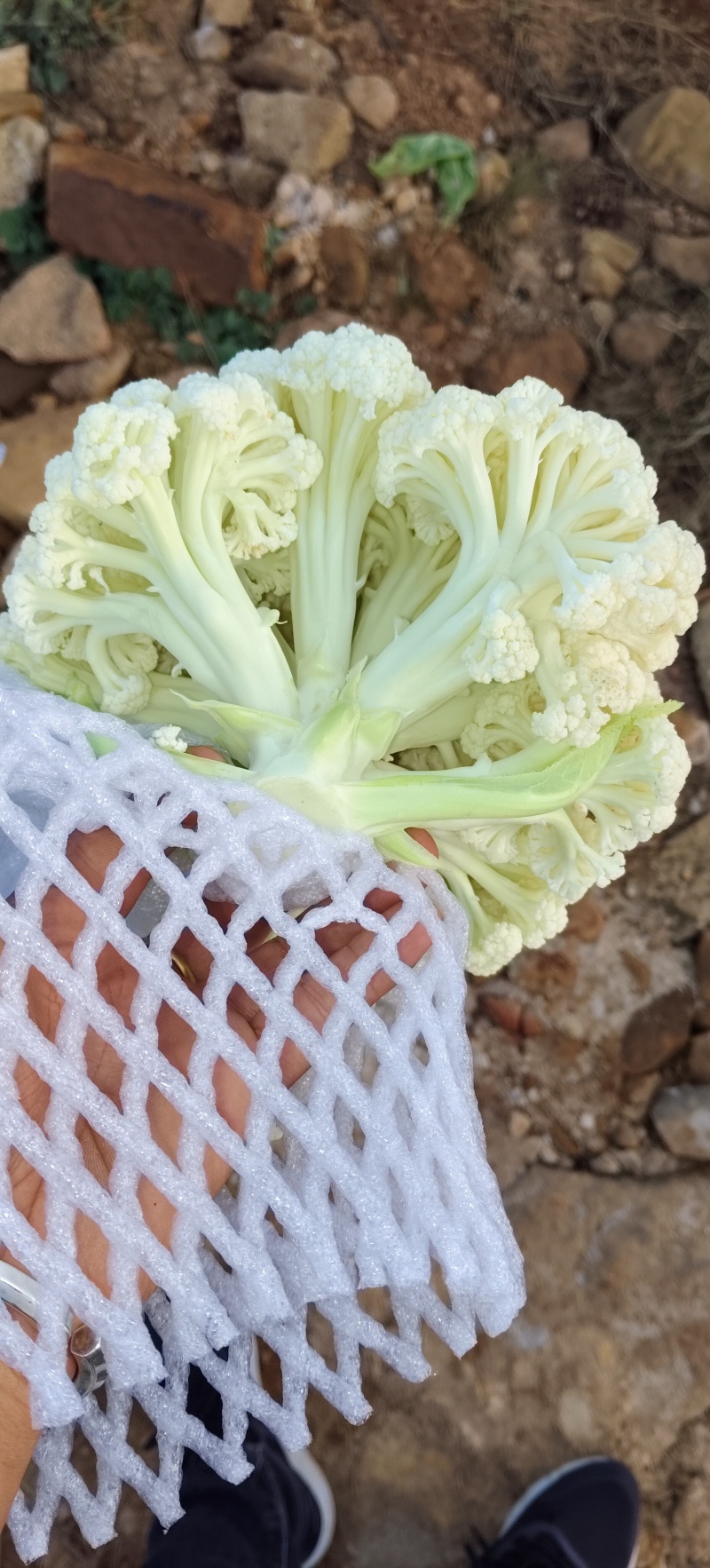 云南精品小米松花大量有货需要的老板欢乐来电支持各种车