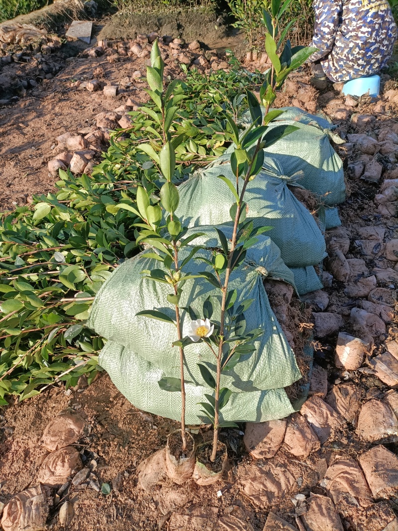 嫁接油茶营养小杯苗大杯苗挂果早出油率高坏苗包赔量大优惠
