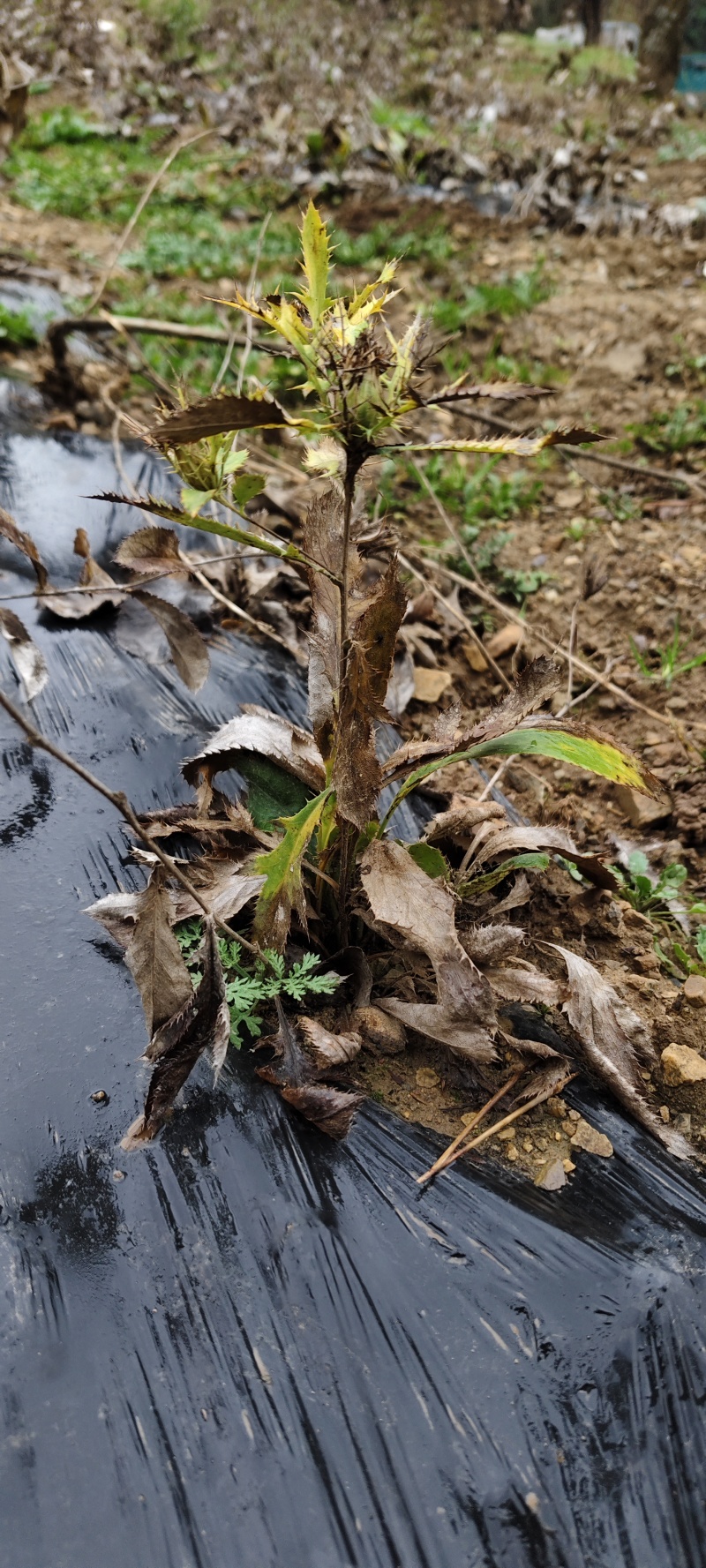 产地直发优质苍术全网低价**抢购随时有货