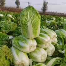 大量供应黄心大白菜