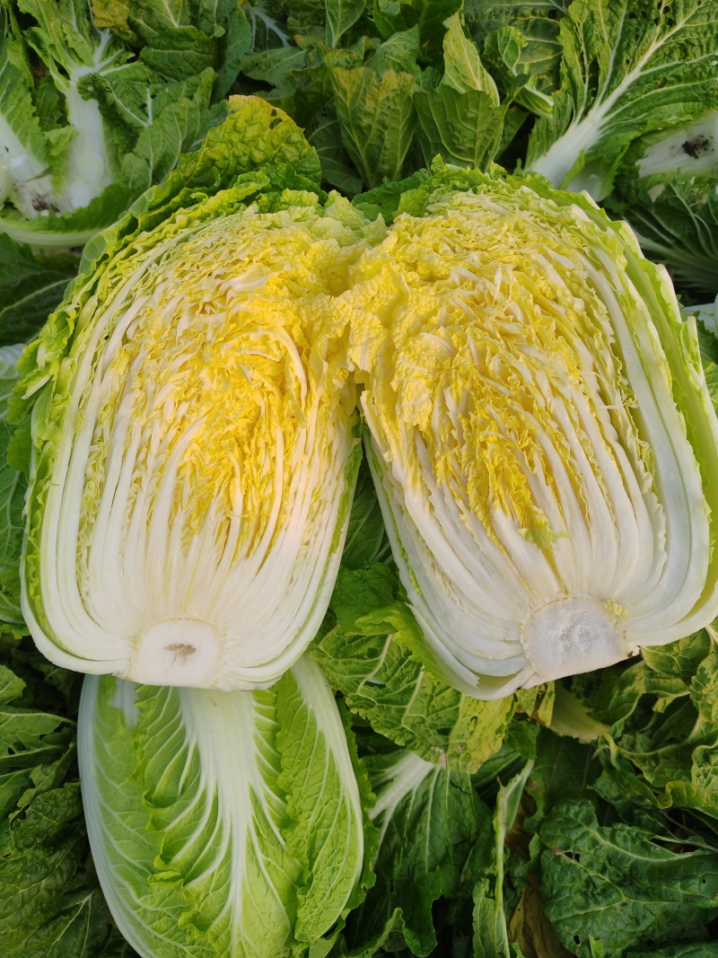 大量供应黄心大白菜