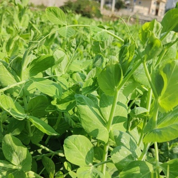 豌豆尖，贵州豌豆尖有机蔬菜，无任何添加
