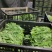 豌豆尖，贵州豌豆尖有机蔬菜，无任何添加