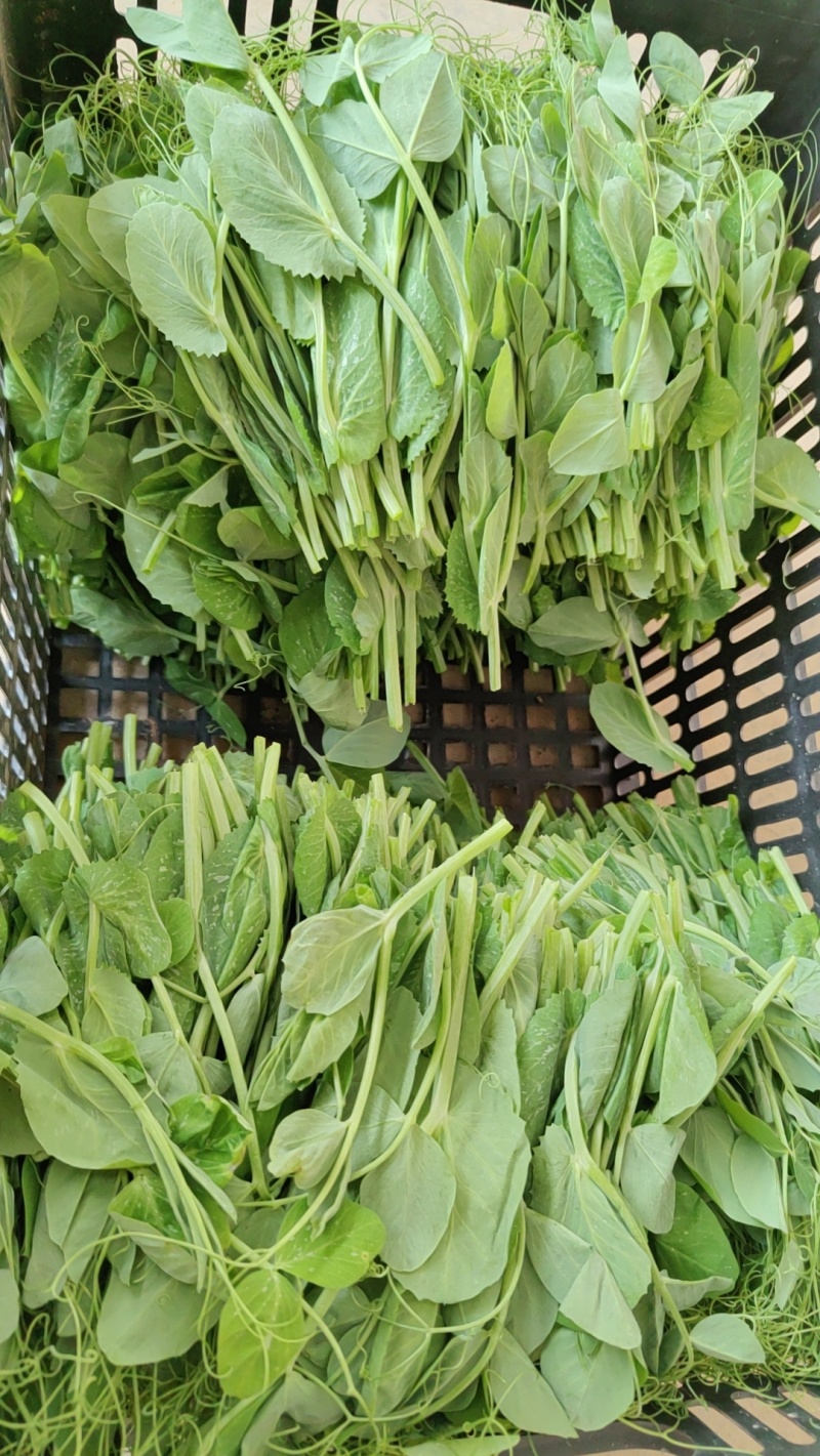 豌豆尖，贵州豌豆尖有机蔬菜，无任何添加