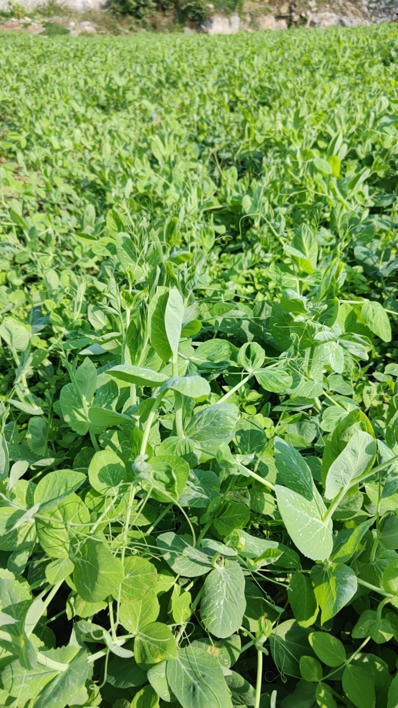 豌豆尖，贵州豌豆尖有机蔬菜，无任何添加