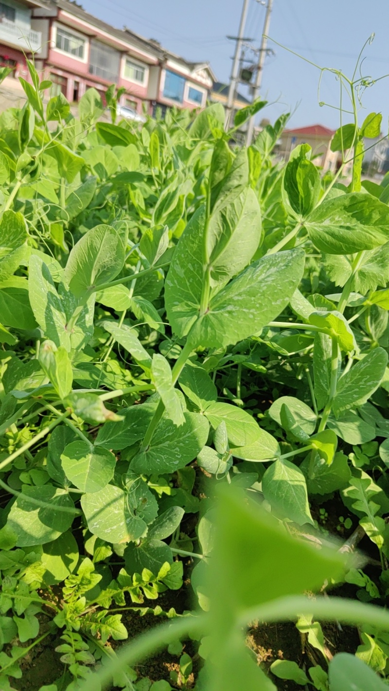 豌豆尖，贵州豌豆尖有机蔬菜，无任何添加