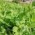 豌豆尖，贵州豌豆尖有机蔬菜，无任何添加