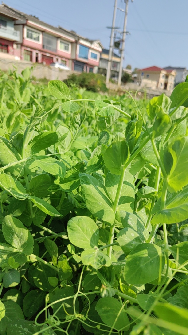 豌豆尖，贵州豌豆尖有机蔬菜，无任何添加