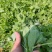 豌豆尖，贵州豌豆尖有机蔬菜，无任何添加
