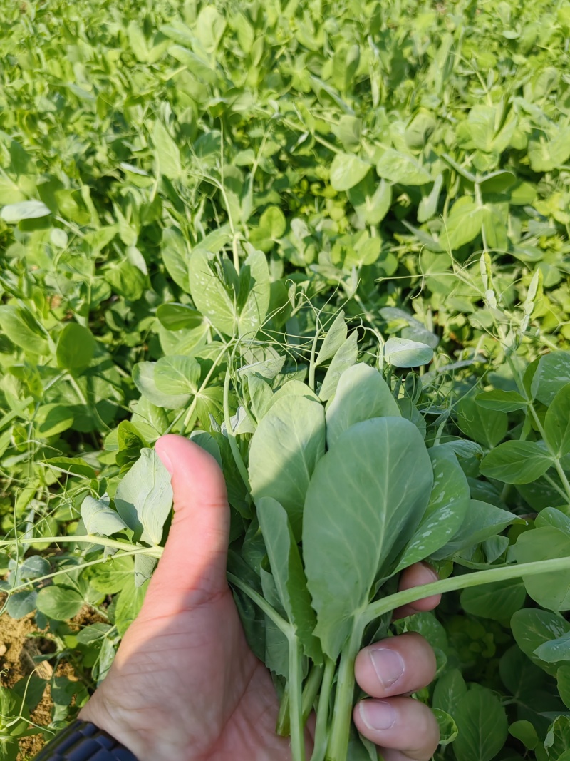 豌豆尖，贵州豌豆尖有机蔬菜，无任何添加