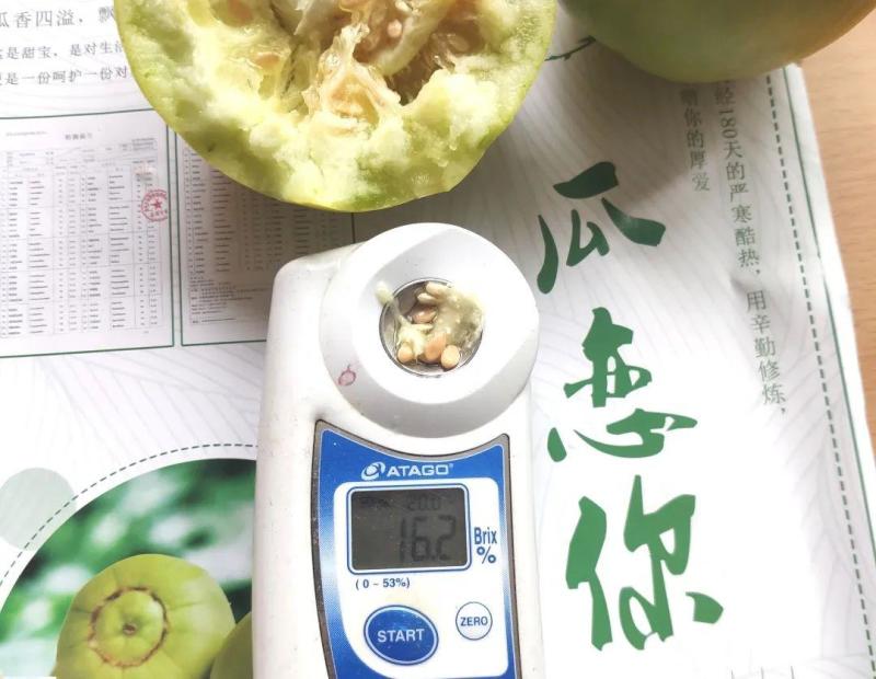 马连庄甜瓜苗日本甜宝甜瓜苗脆蜜甜瓜苗现货直发