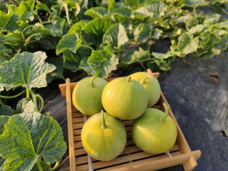 马连庄甜瓜苗日本甜宝甜瓜苗脆蜜甜瓜苗现货直发