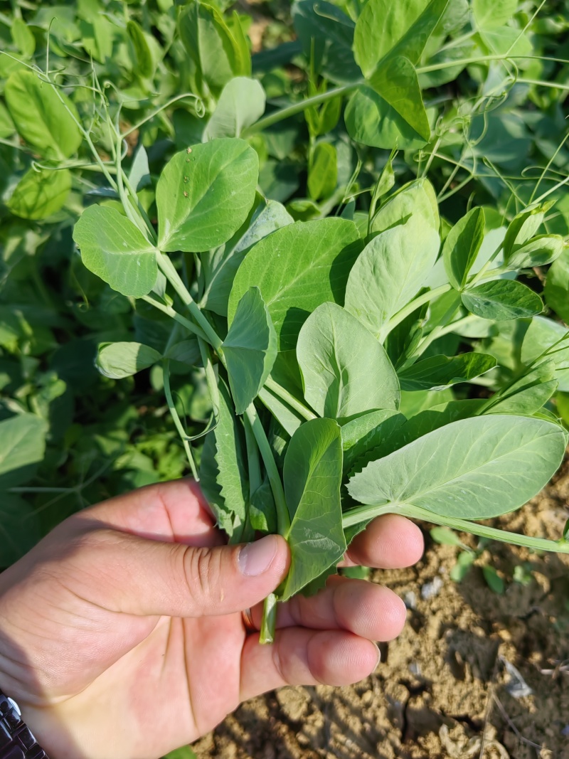 豌豆尖，贵州豌豆尖有机蔬菜，无任何添加