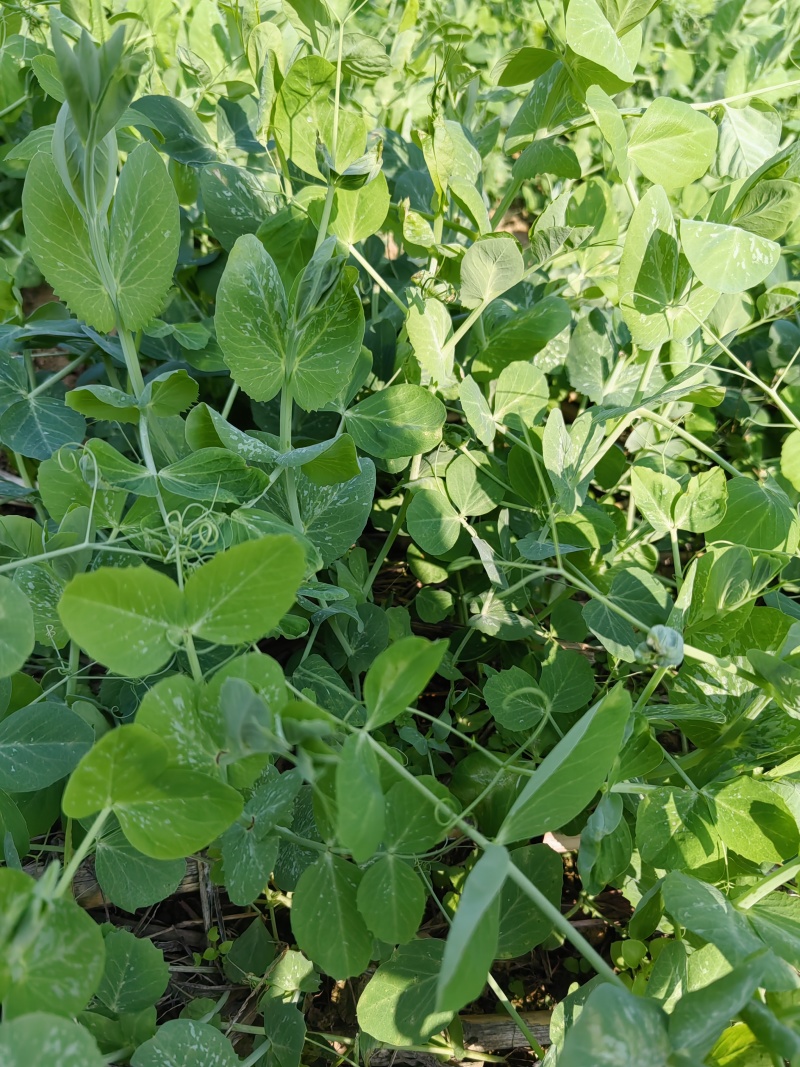 豌豆尖，贵州豌豆尖有机蔬菜，无任何添加