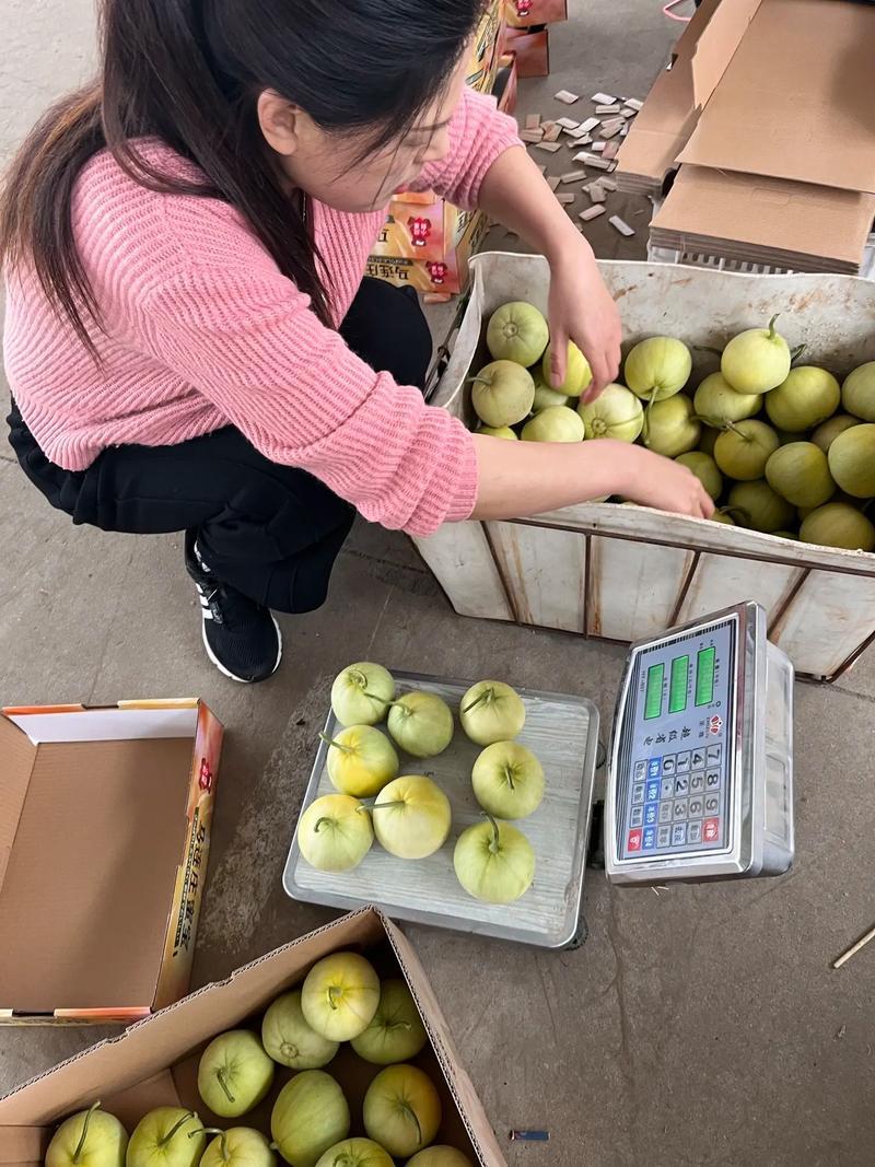 马连庄甜瓜苗日本甜宝甜瓜苗脆蜜甜瓜苗现货直发