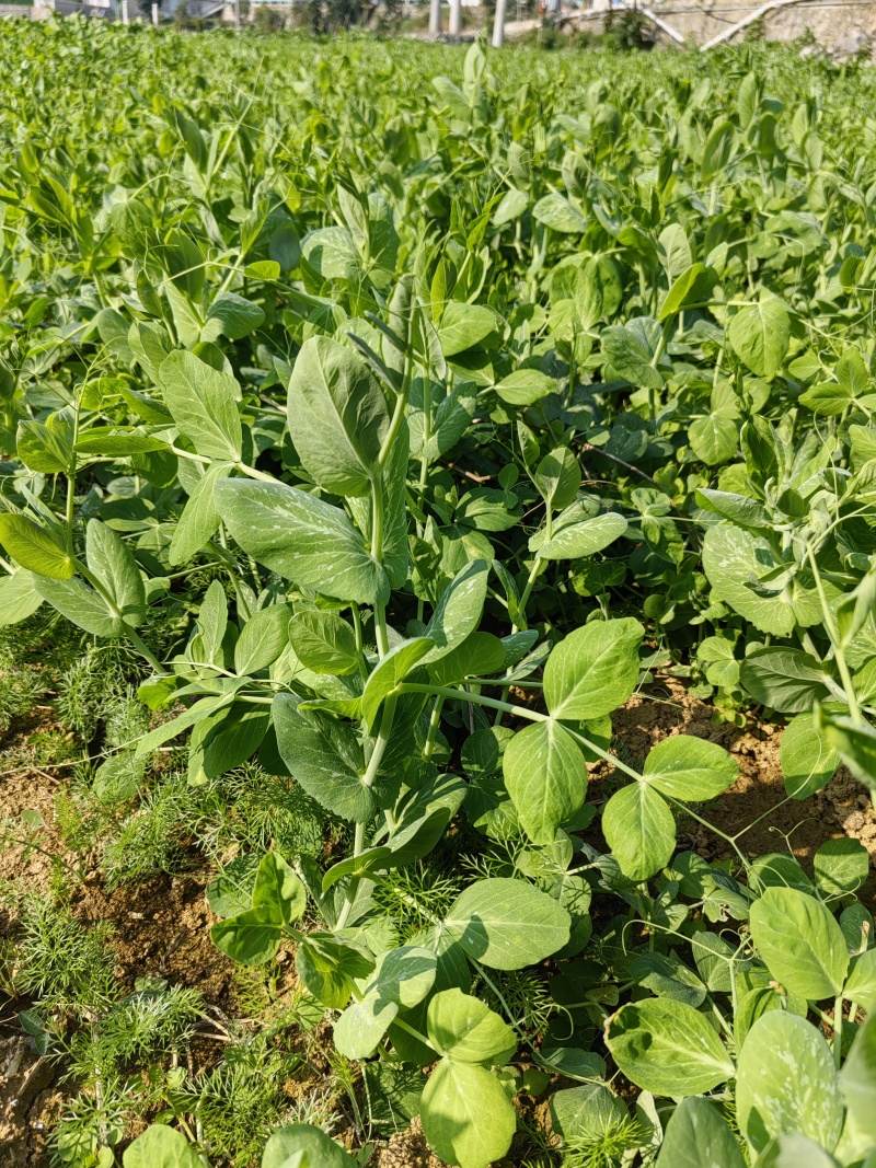 豌豆尖，贵州豌豆尖有机蔬菜，无任何添加