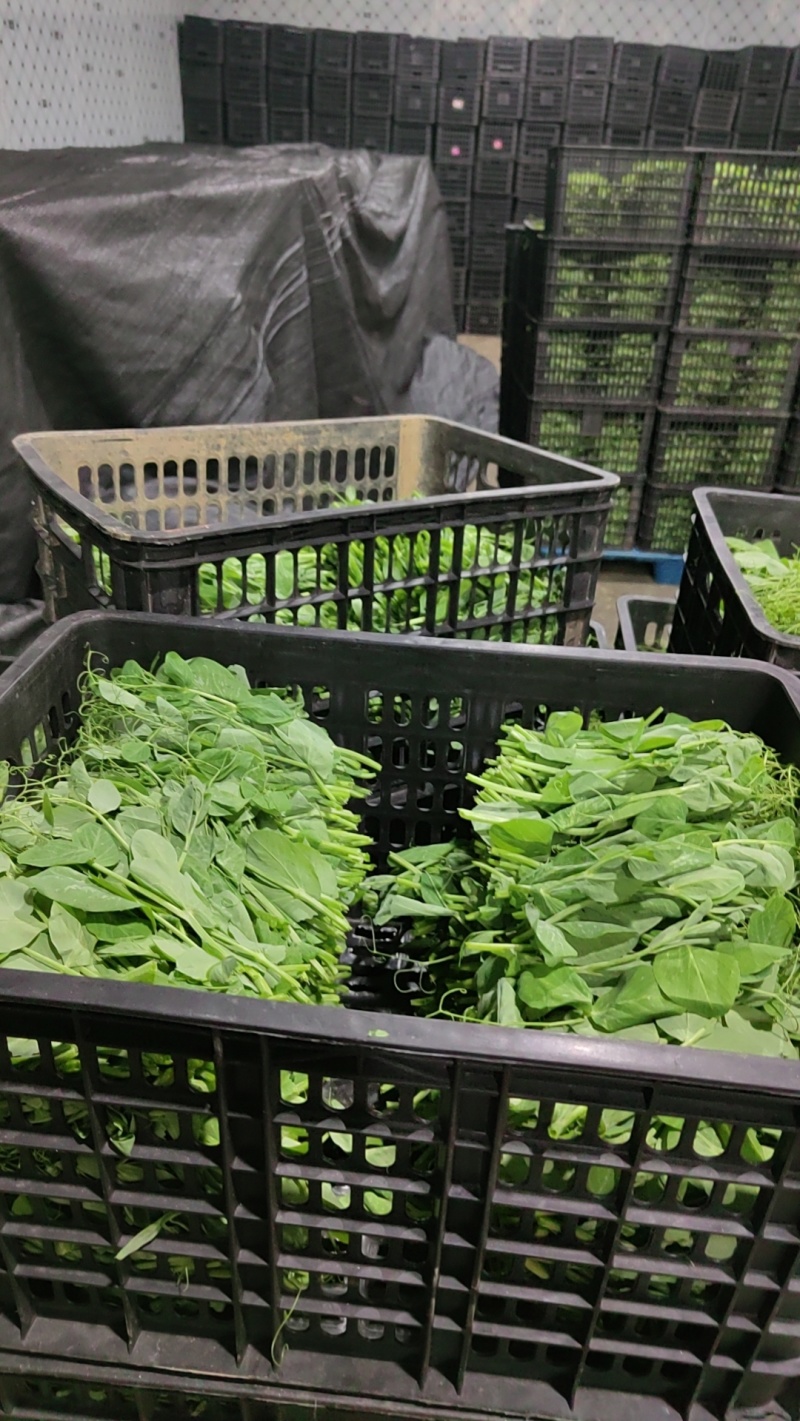 豌豆尖，贵州豌豆尖蔬菜