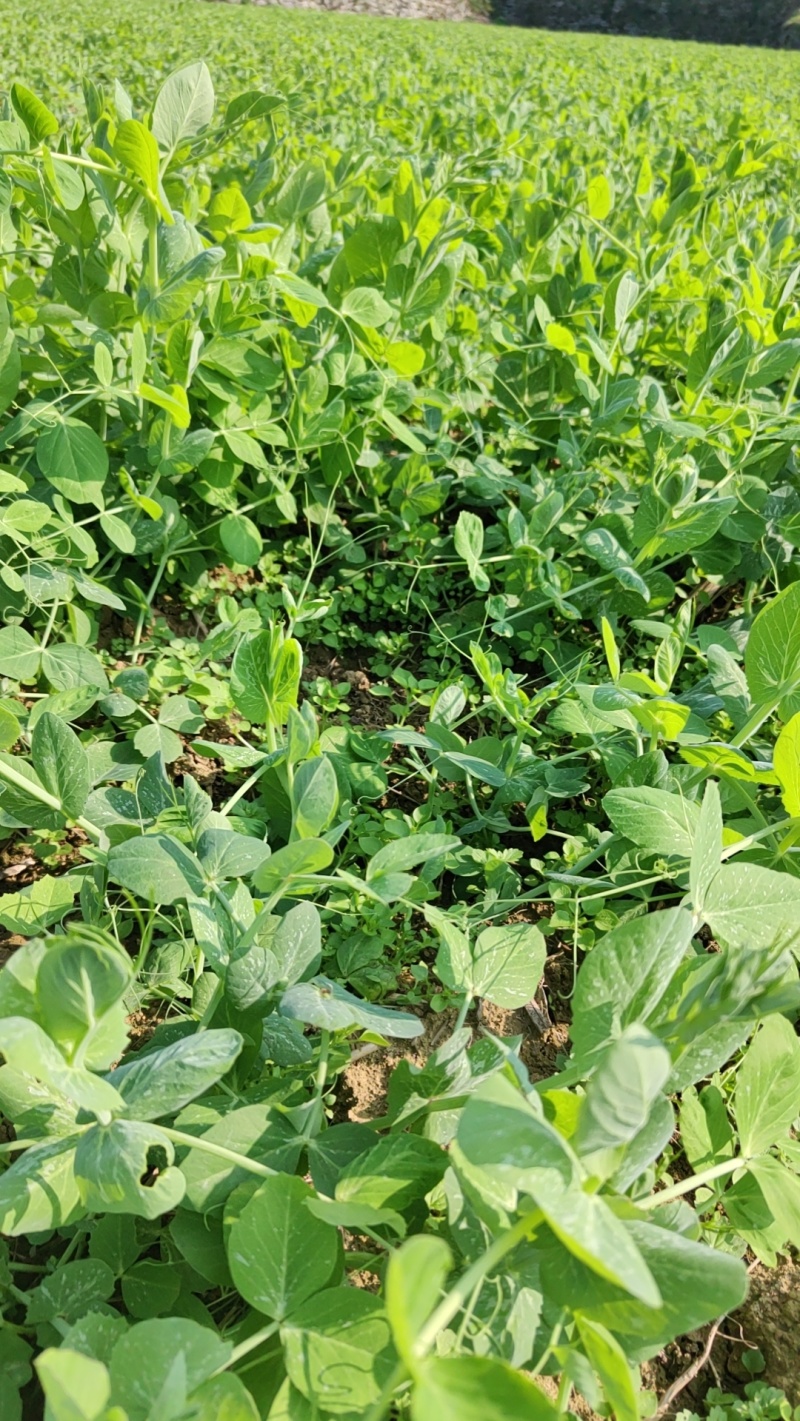 豌豆尖，贵州豌豆尖蔬菜