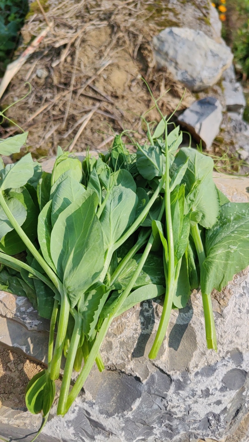 豌豆尖，贵州豌豆尖蔬菜