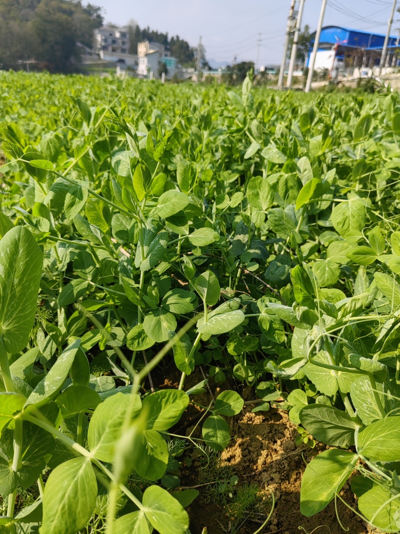 豌豆尖，贵州豌豆尖蔬菜