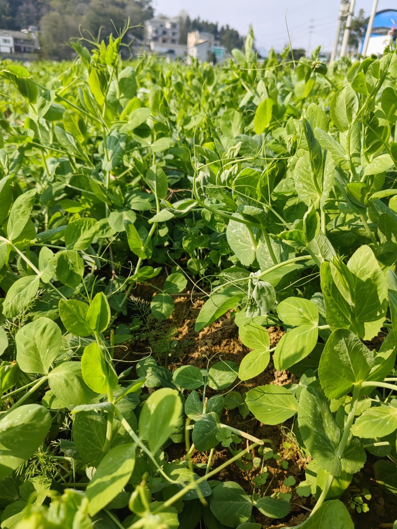 豌豆尖，贵州豌豆尖蔬菜