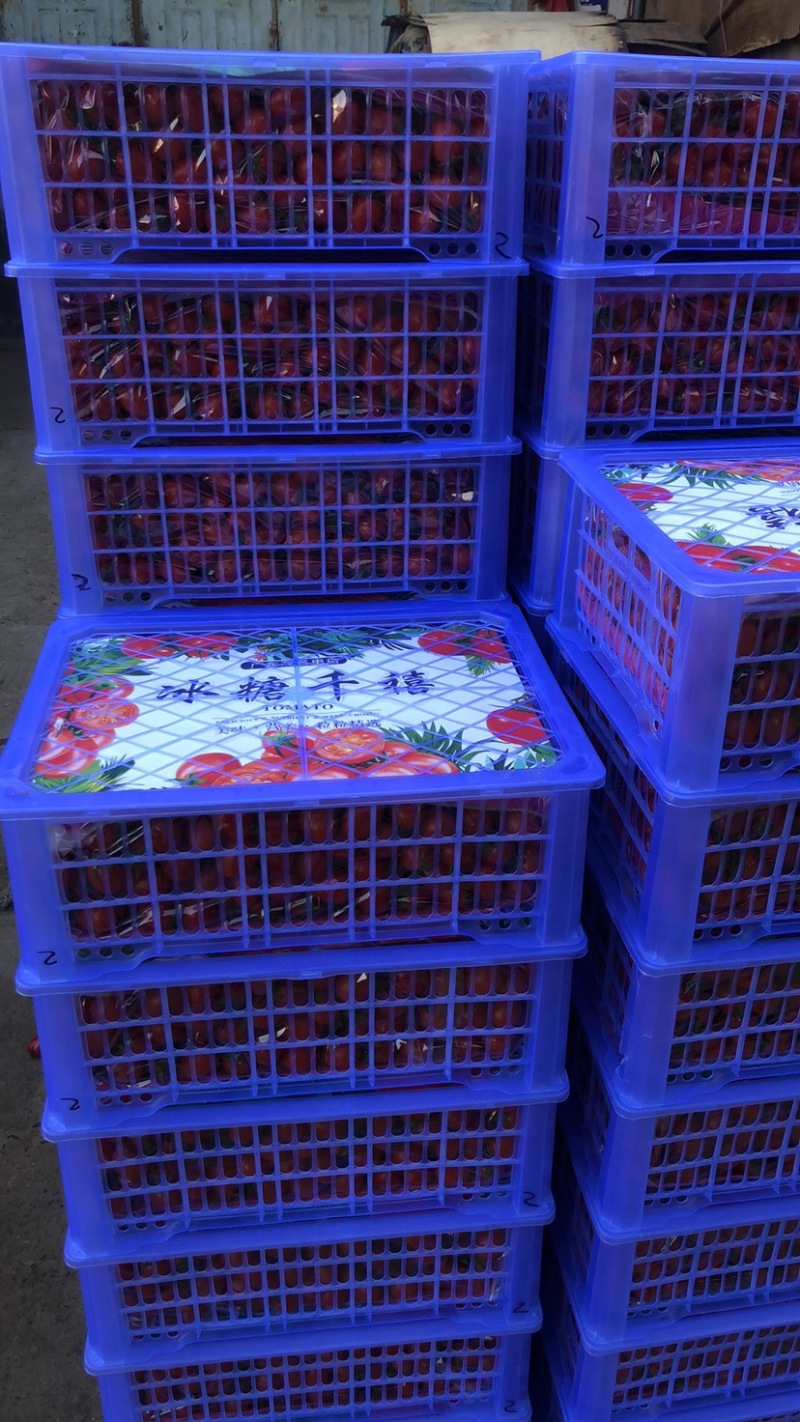 千禧圣女果，小身材大味道，新鲜直达快来抢购