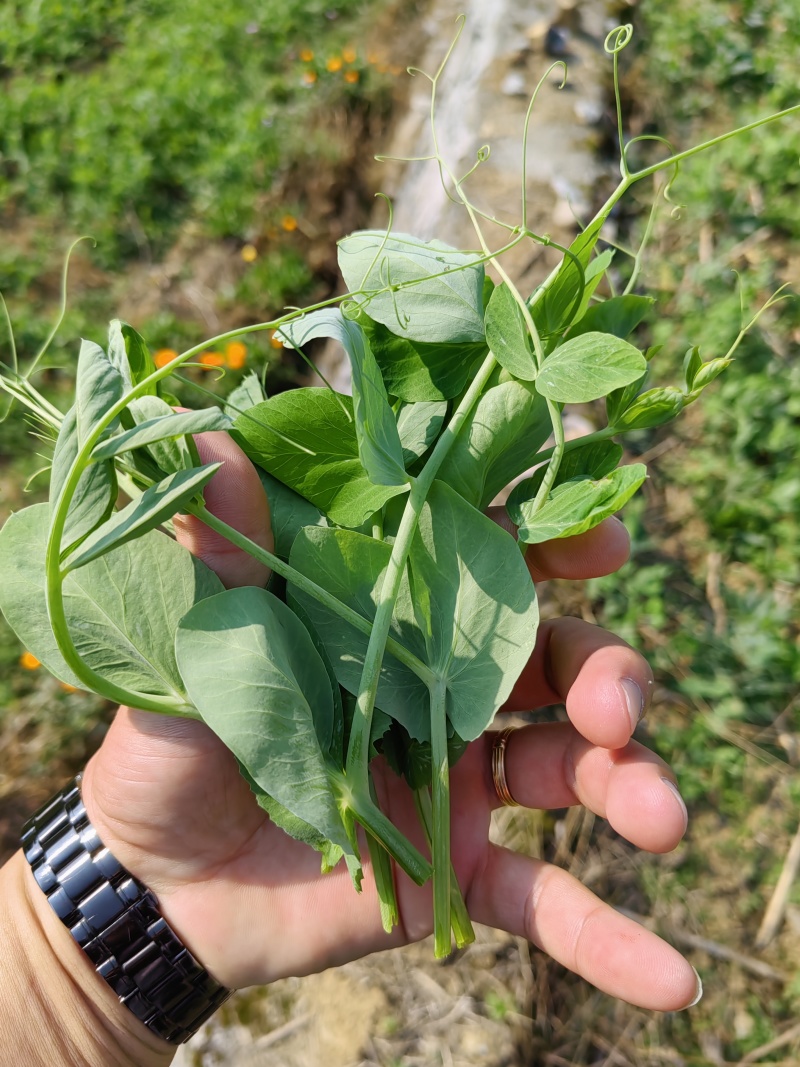 豌豆尖，贵州豌豆尖蔬菜