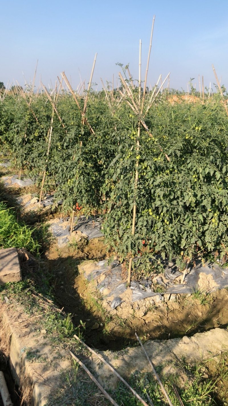千禧圣女果，小身材大味道，新鲜直达快来抢购
