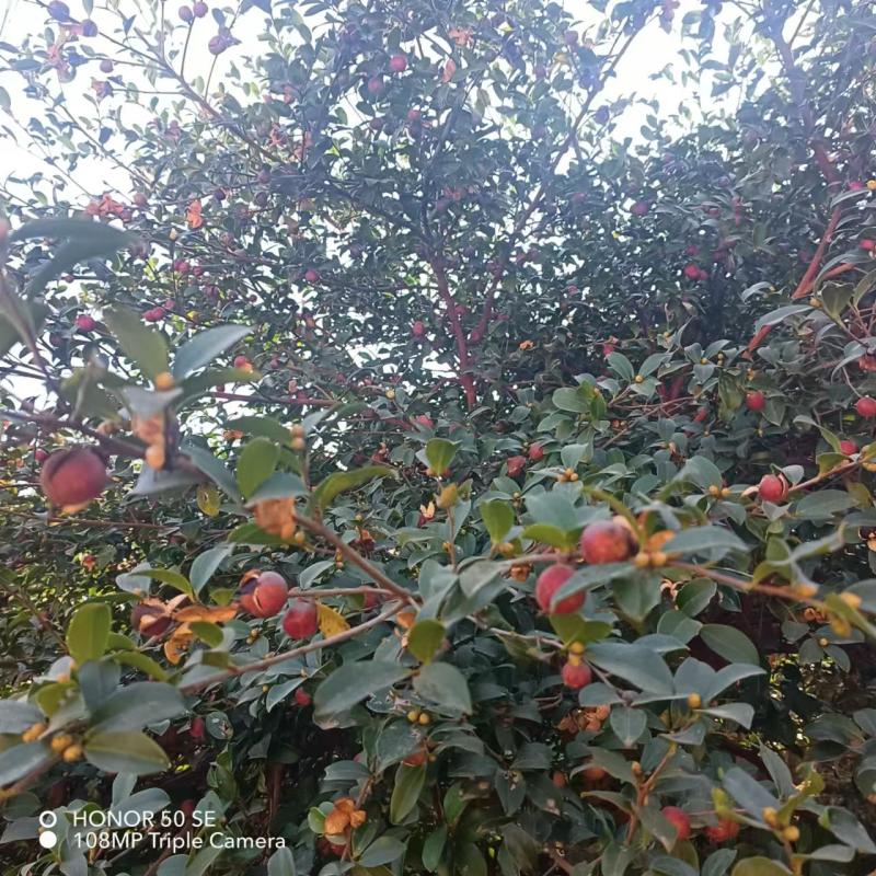 正宗纯山茶籽油