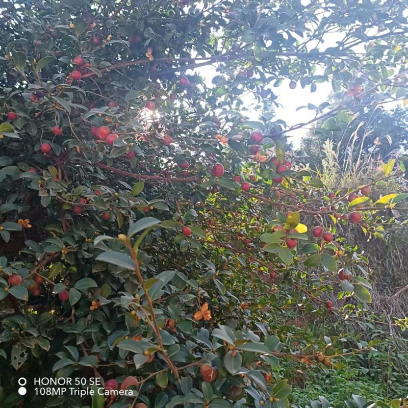 正宗纯山茶籽油