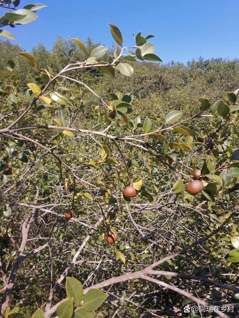 正宗纯山茶籽油