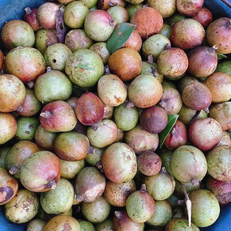 正宗纯山茶籽油