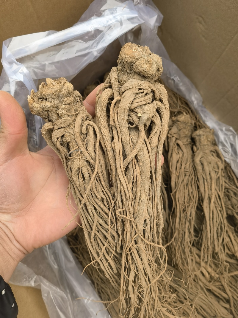 当归无硫当归大个子新货关书药业批发中药材