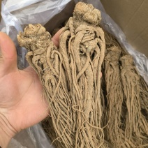 当归无硫当归大个子新货关书药业批发中药材