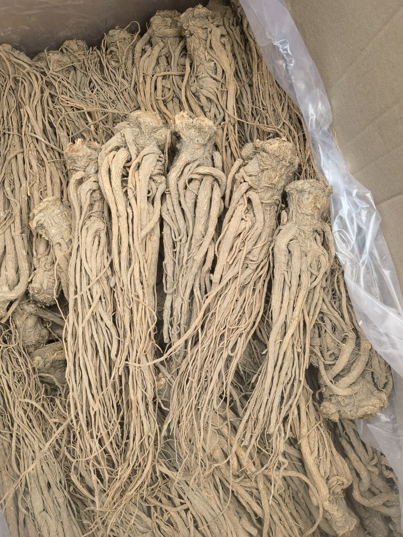 当归无硫当归大个子新货关书药业批发中药材
