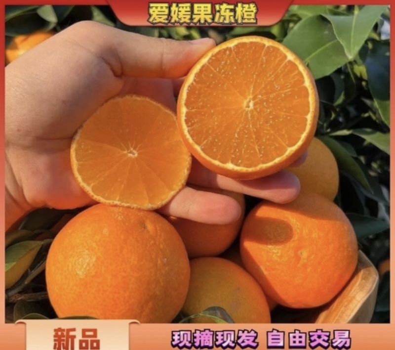 湖南湘西爱媛果冻橙爱媛38红美人大量上市中