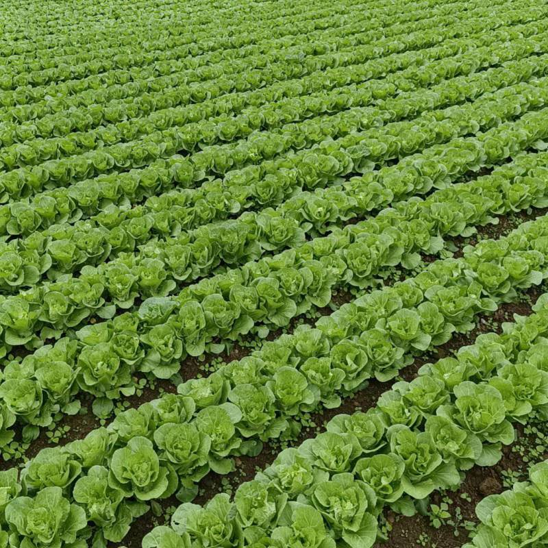 快菜产地直销量大质优价格优惠一手货源欢迎咨询采购