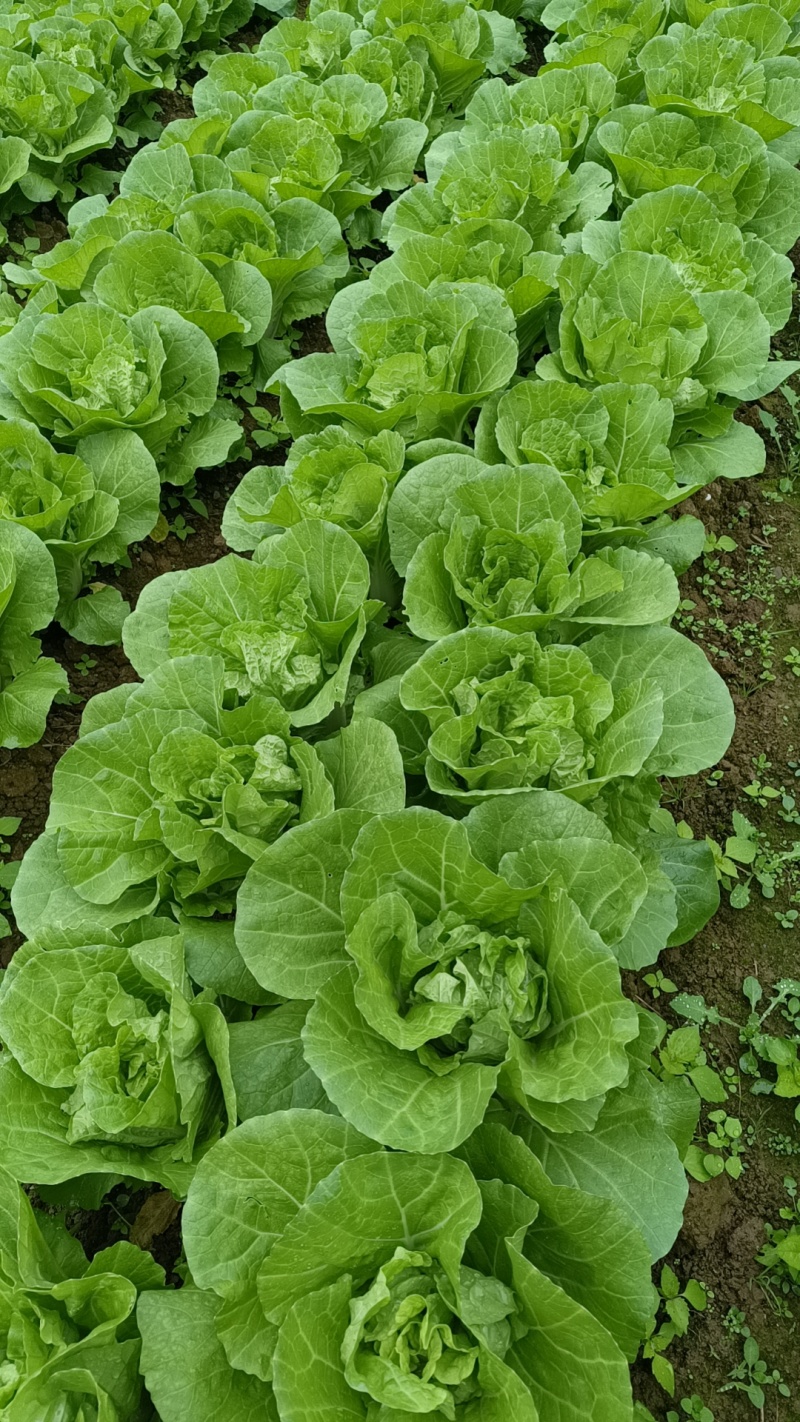 快菜产地直销量大质优价格优惠一手货源欢迎咨询采购
