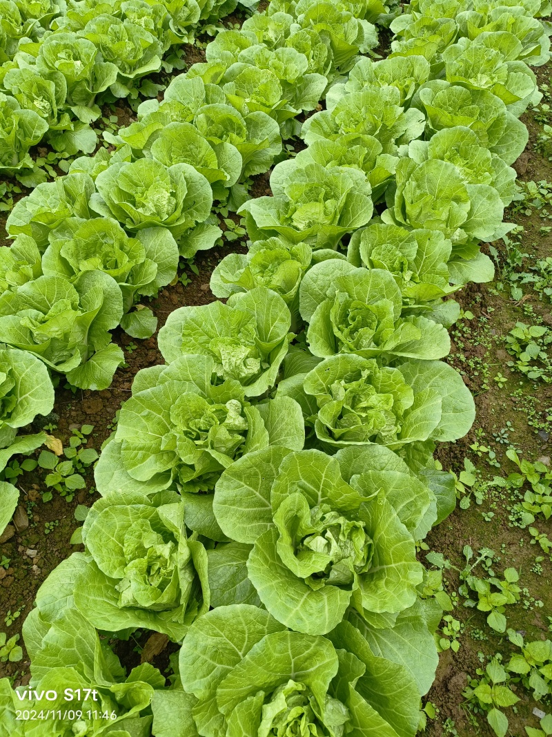 快菜产地直销量大质优价格优惠一手货源欢迎咨询采购