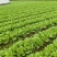 快菜产地直销量大质优价格优惠一手货源欢迎咨询采购
