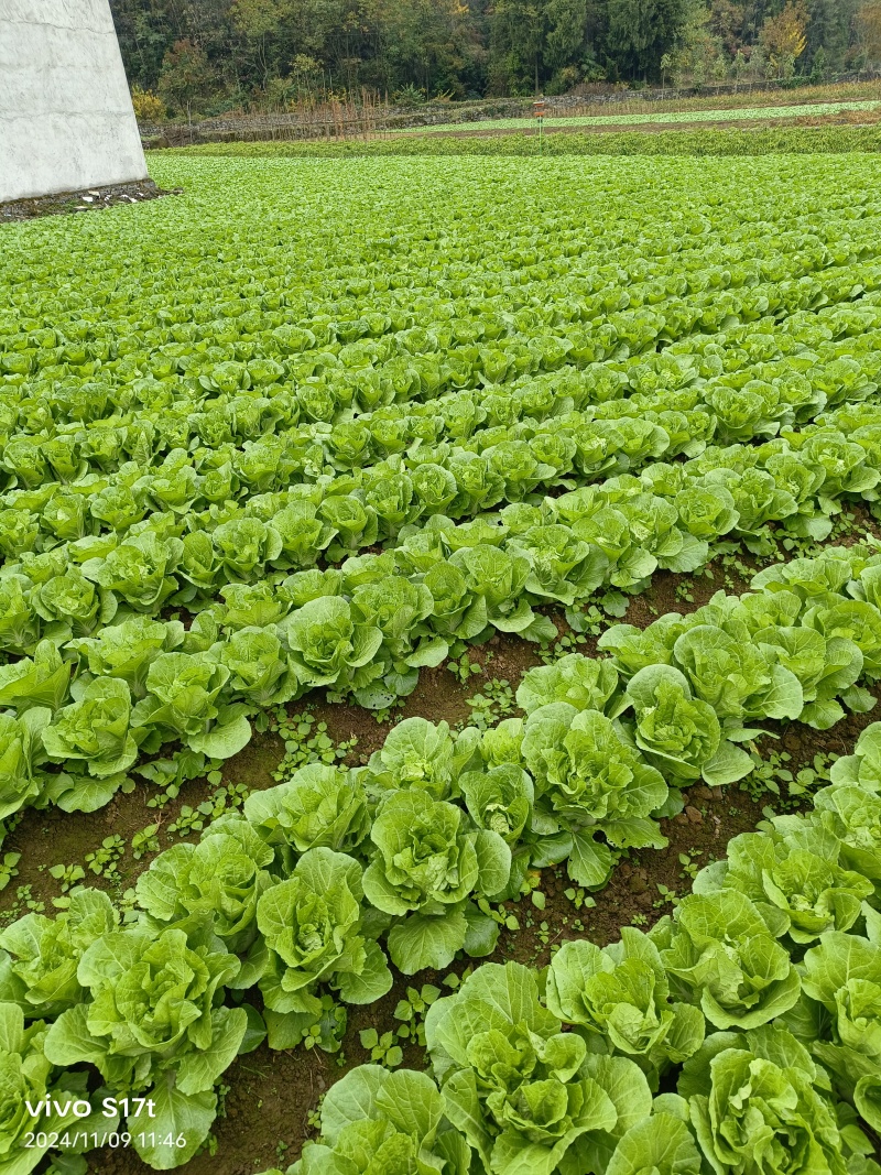 快菜产地直销量大质优价格优惠一手货源欢迎咨询采购