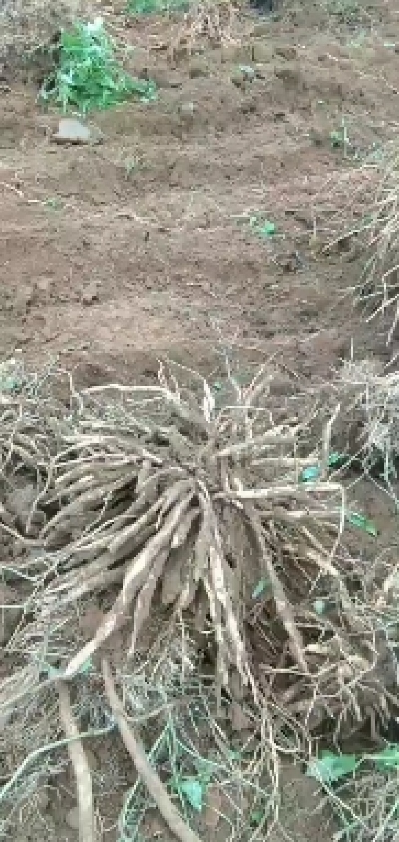 百部薯（种植三年半的百部薯有老板要就挖）